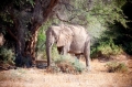 wuestenelefant031009-55