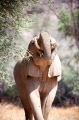 wuestenelefant031009-59