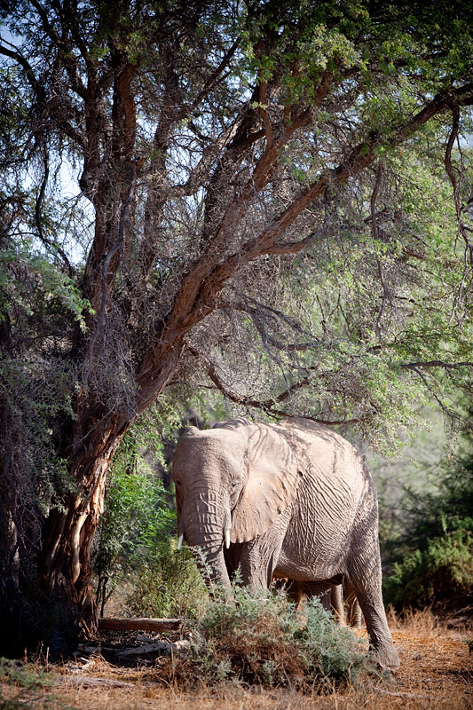 wuestenelefant031009-54.jpg