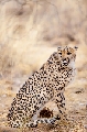 Geparde