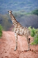 Giraffen