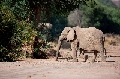 Wuesten-Elefanten
