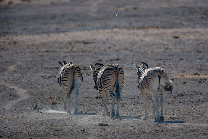 zebra041009-10.jpg