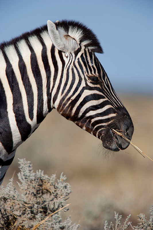 zebra041009-13.jpg