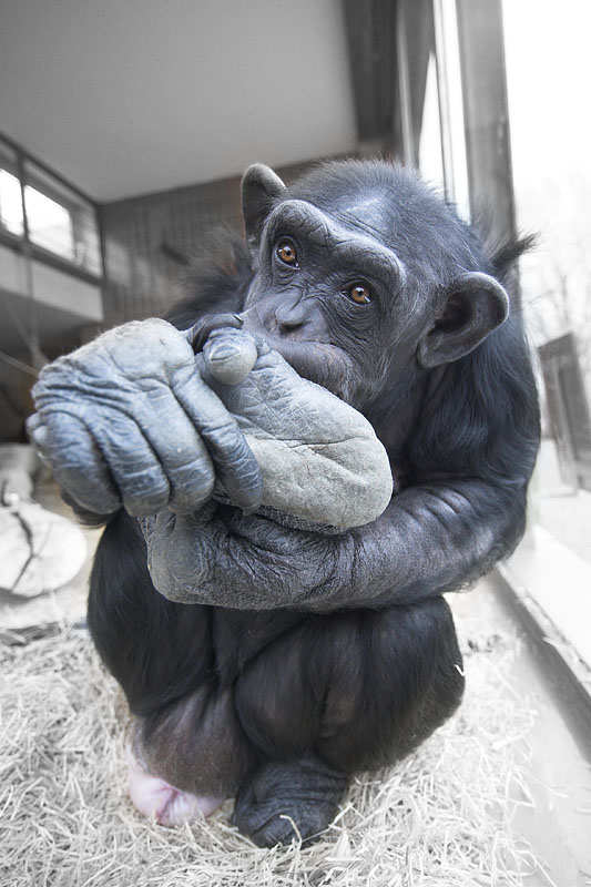 schimpanse221207-1.jpg