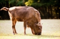wisent030819-5