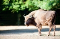 wisent300918-1
