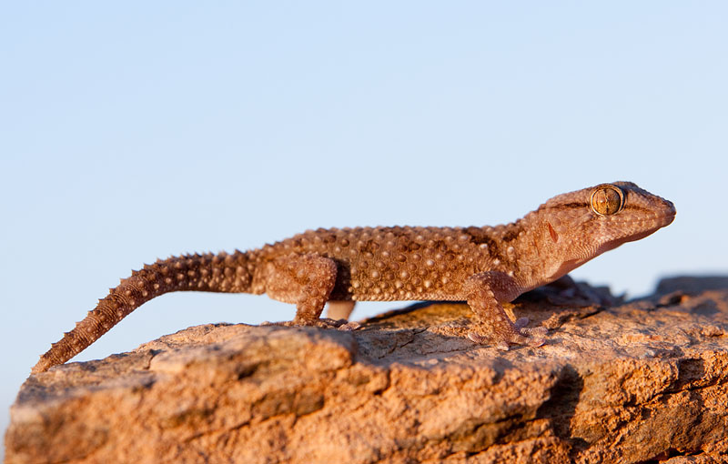 giantgroundgecko041009-1.jpg