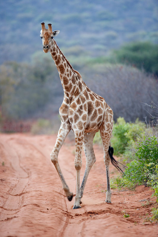 giraffe011009-3.jpg