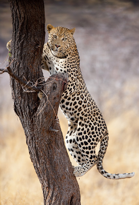 leopard290909-5.jpg