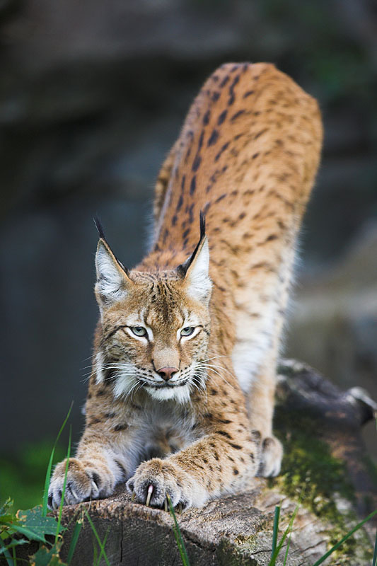 luchs110806-2.jpg