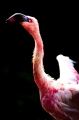 flamingo240409-1
