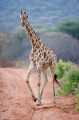 giraffe011009-3