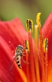 pollenfliege