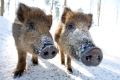 wildschwein080210-11