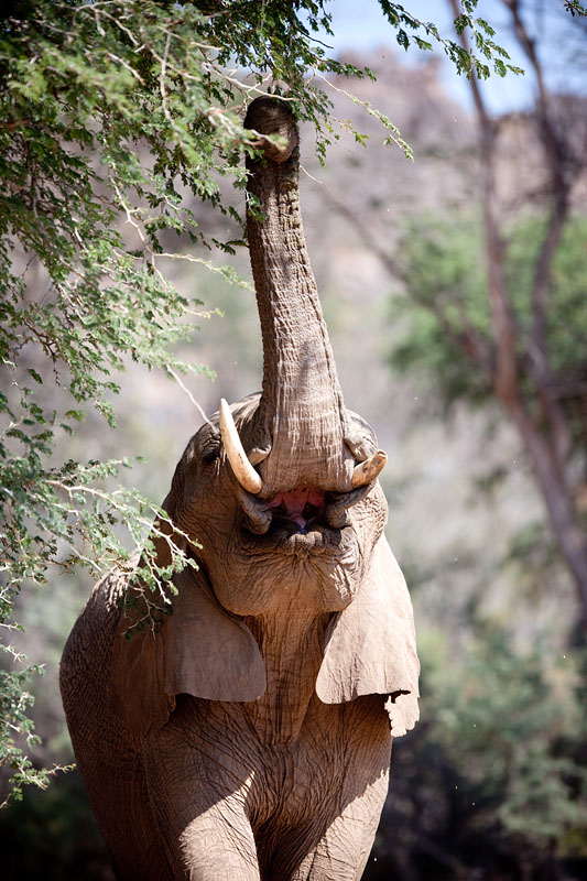wuestenelefant031009-60.jpg
