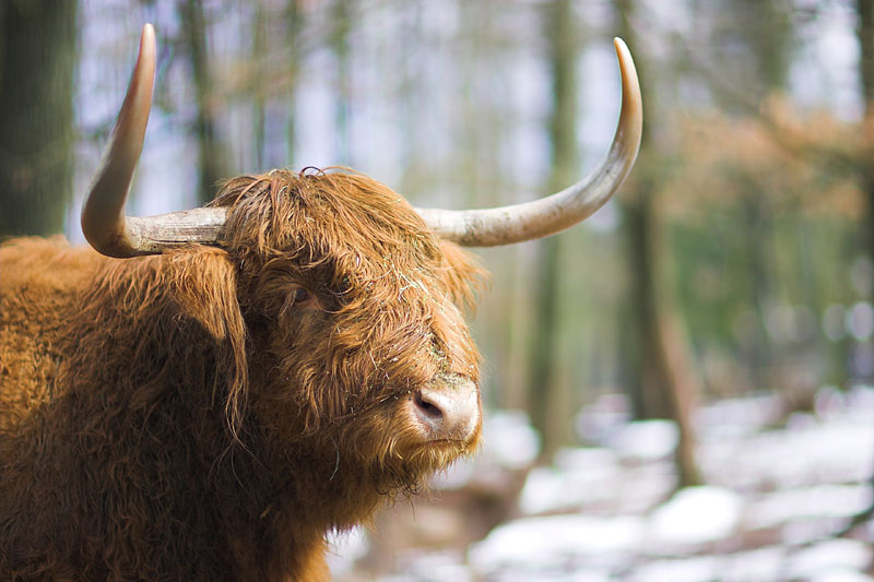hochlandrind250307-1.jpg