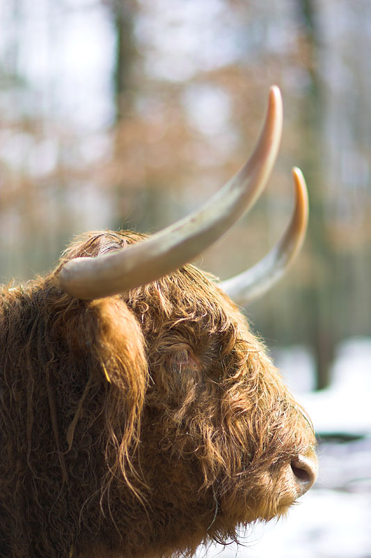 hochlandrind250307-2.jpg