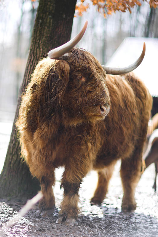 hochlandrind250307-3.jpg