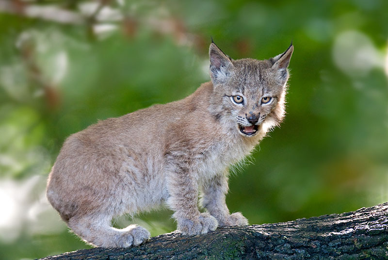 luchs031010-1.jpg