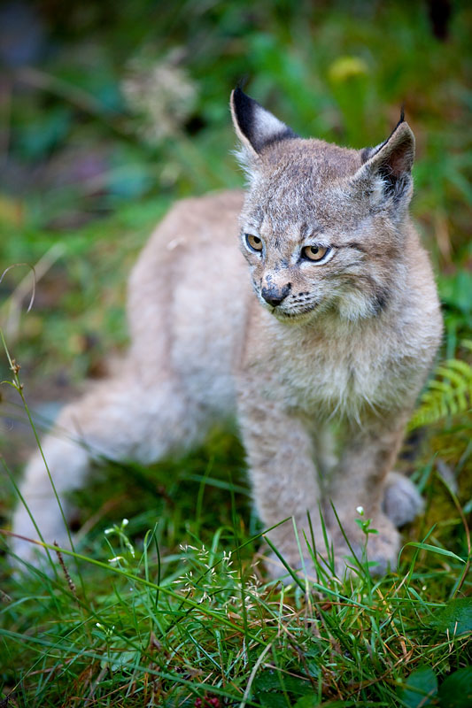 luchs031010-4.jpg