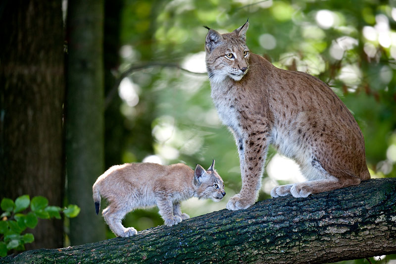 luchs031010-6.jpg