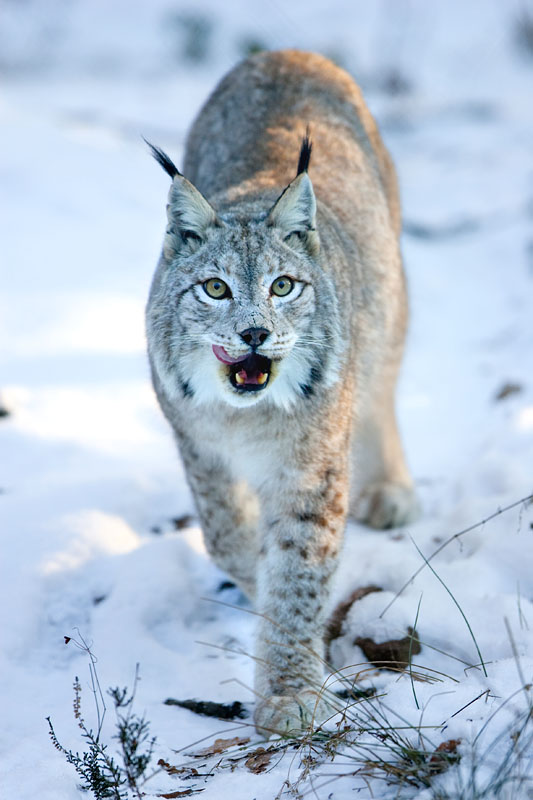 luchs110109-6.jpg