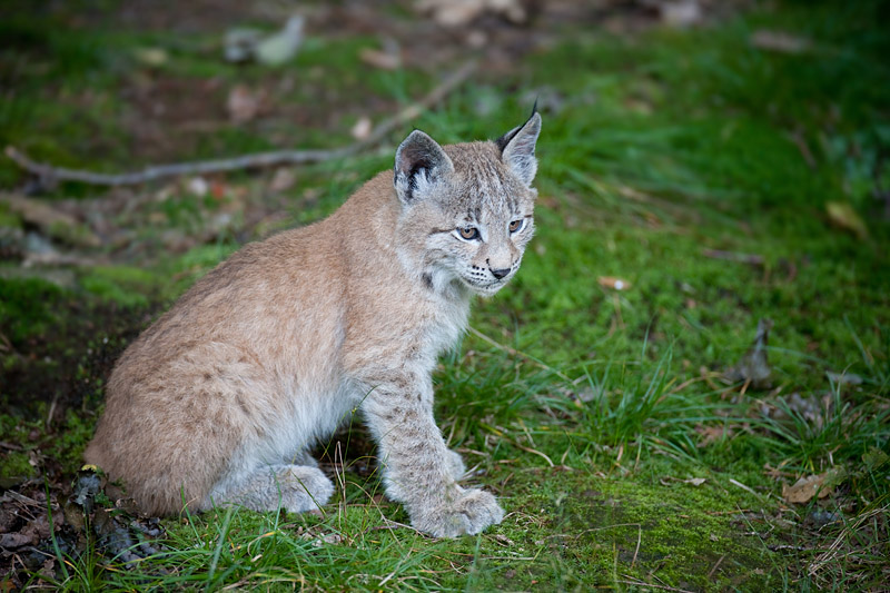 luchs110910-2.jpg