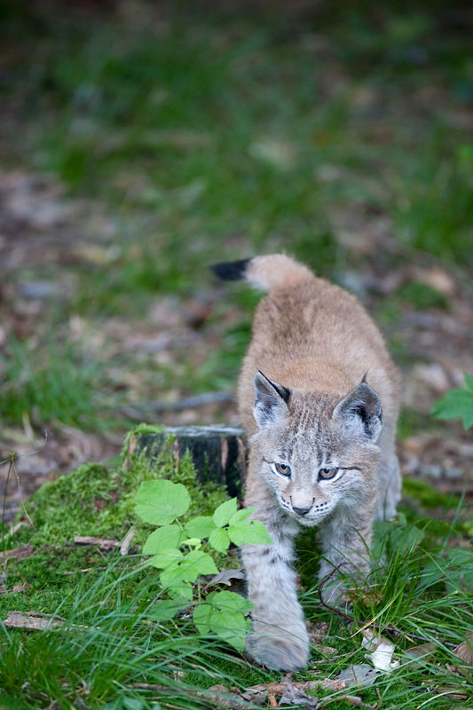 luchs110910-3.jpg