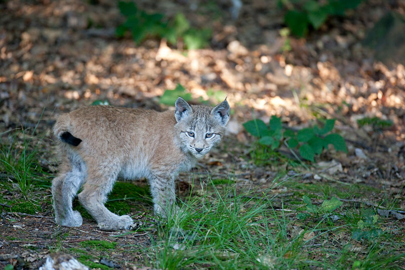 luchs110910-4.jpg