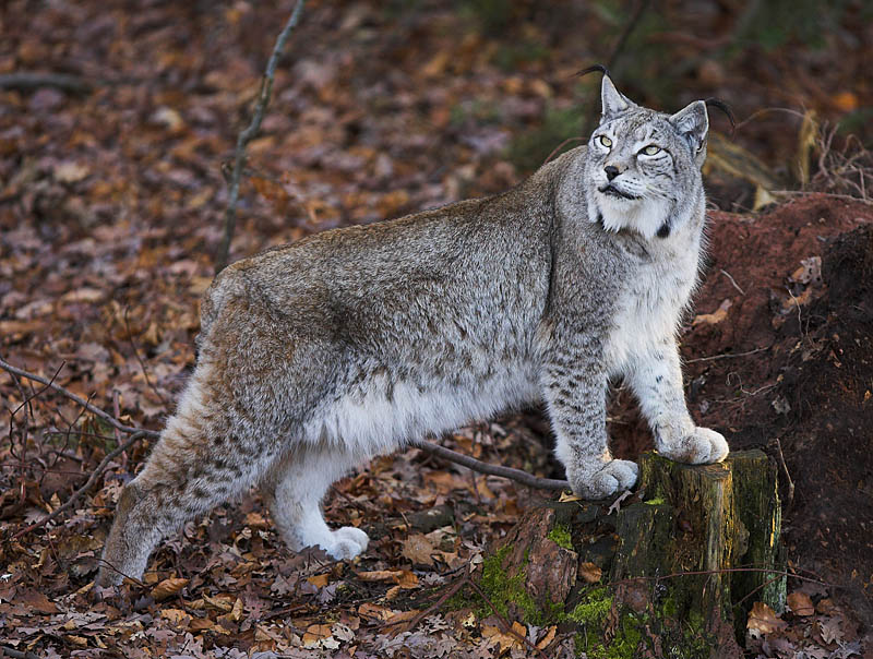 luchs130107-5.jpg