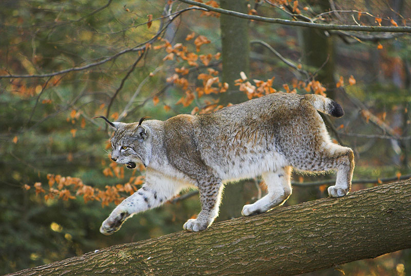 luchs140107-5.jpg