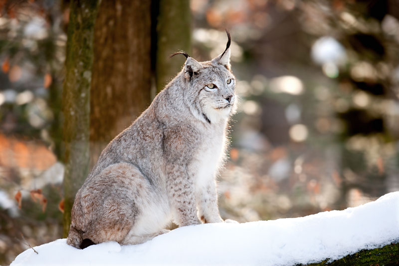 luchs160110-1.jpg