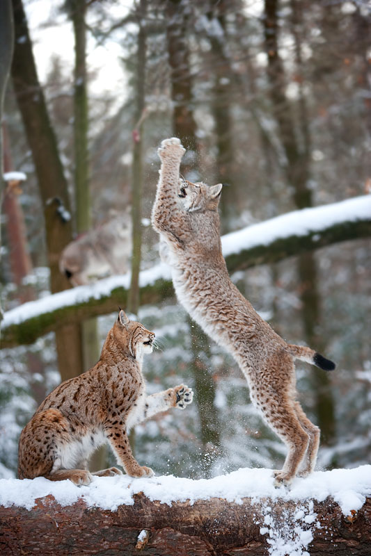 luchs201209-1.jpg