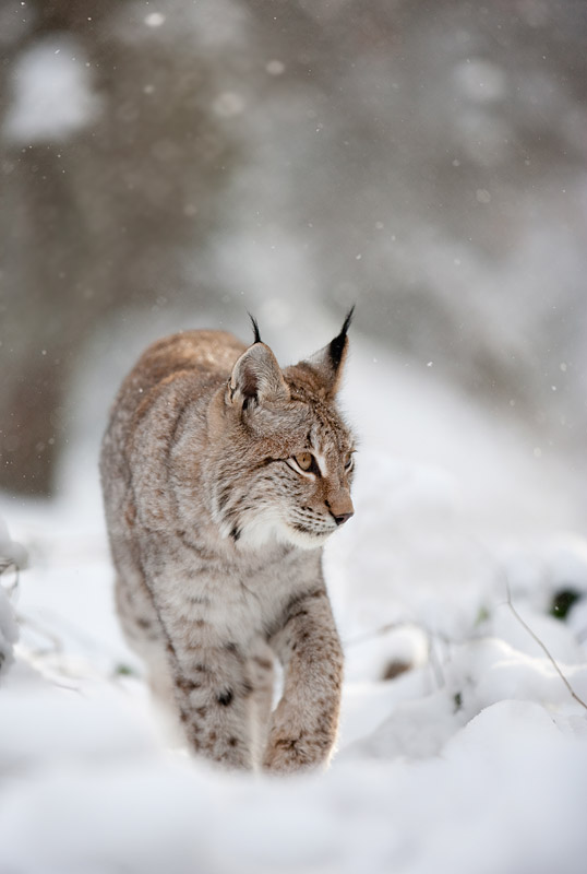 luchs201209-7.jpg