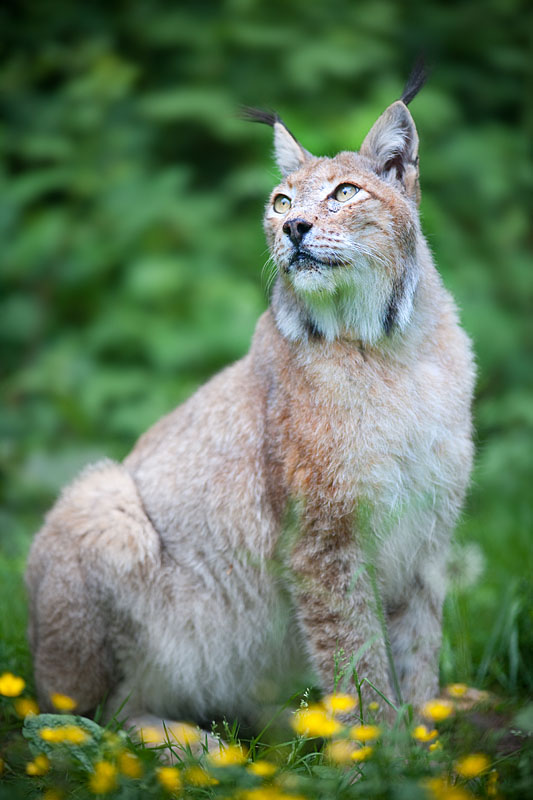 luchs240514-2.jpg