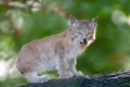 luchs031010-1