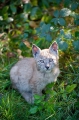 luchs031010-2
