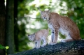 luchs031010-8