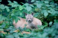luchs031010-9