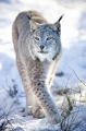 luchs110109-1