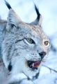luchs110109-3
