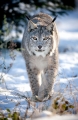 luchs110109-5