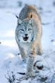 luchs110109-6