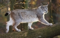 luchs130107-1