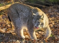 luchs130107-12