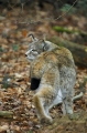 luchs130107-13