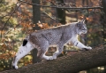 luchs140107-4
