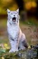 luchs151011-2