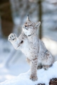 luchs160110-7
